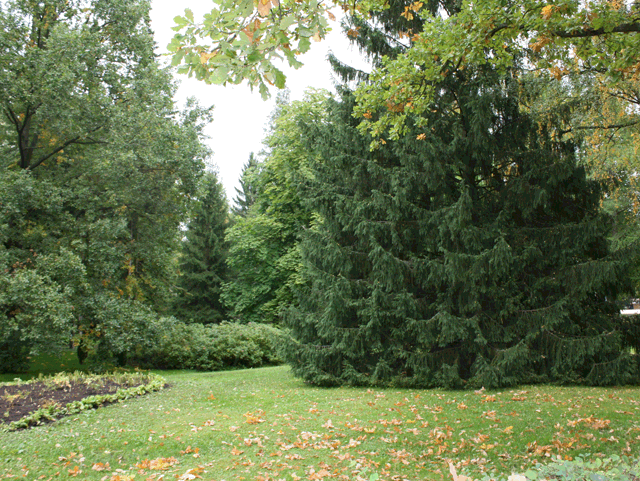 4878453_a17a (640x481, 238Kb)