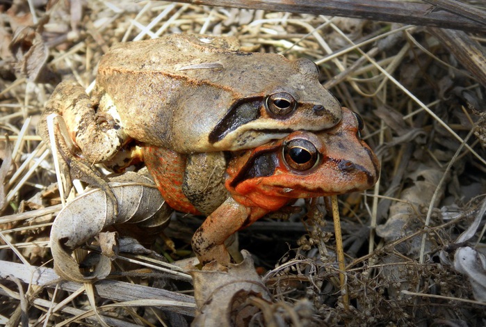 SAM_1133 (700x470, 158Kb)