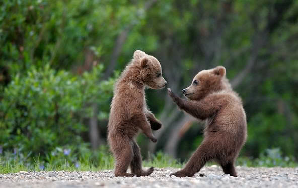 cute_bear_fight (592x373, 33Kb)