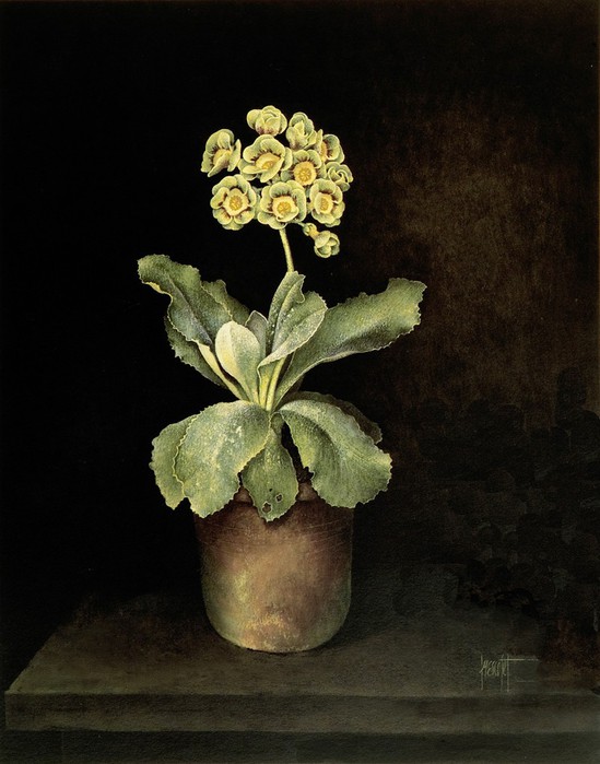 GREEN%20AND%20RED%20AURICULA%20IN%20CLAY%20POT51x41%20cms%20Gouache1989(2) (549x700, 83Kb)