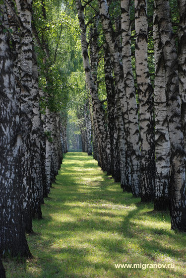 birch_alley (475x660, 92Kb)