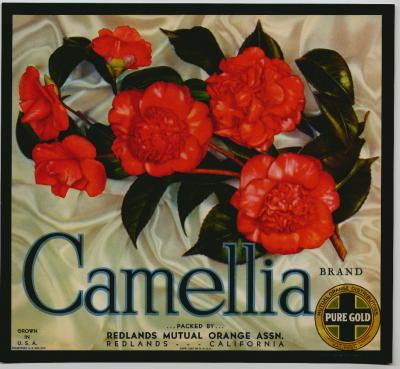 Ccamellia (400x369, 29Kb)