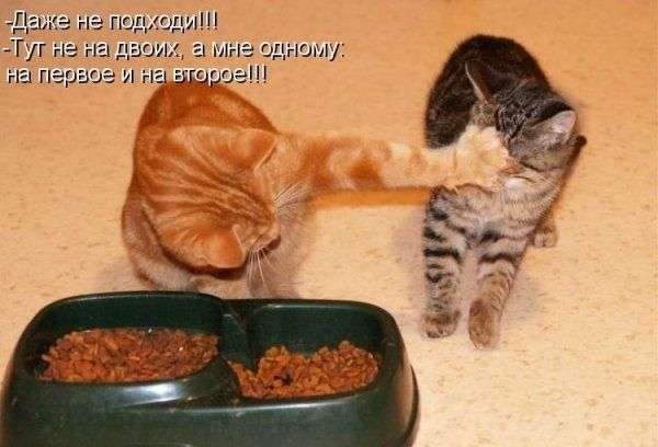 1248711843_s3img_46944326_2107_1 (600x408, 32Kb)
