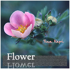 4650740_flower (228x226, 19Kb)