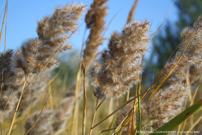 643384_IMG_2437_800 (700x466, 228Kb)