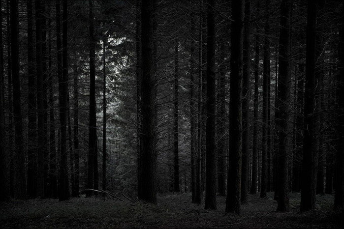 forest31 (700x466, 82Kb)