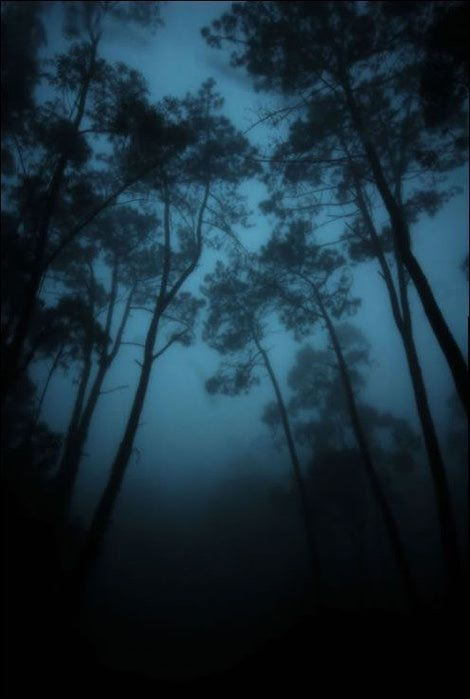 forest40 (470x700, 31Kb)