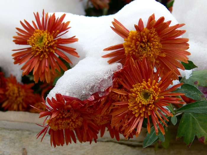 Хризантемы на зиму. Хризантема Chrysanthemum first Snow. Поздние осенние цветы. Осенне-зимние цветы. Заснеженные осенние цветы.