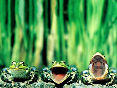 three-frogs_Ar4LF_r (400x300, 50Kb)