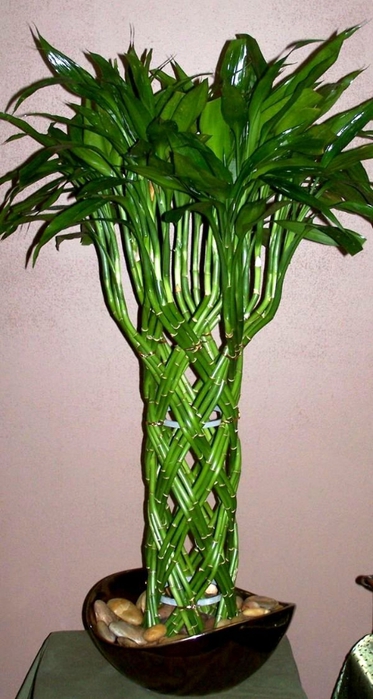 arvore de bambu da sorte jardinagem (373x700, 215Kb)