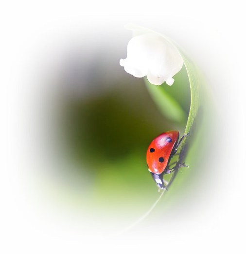 4360286_2034492000b1c0a357ded40afcb84266793a494629 (506x524, 232Kb)