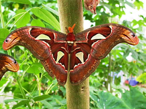 Atlas_moth (500x375, 60Kb)