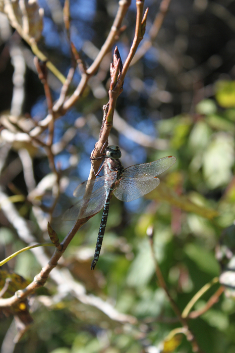 281 (466x700, 375Kb)