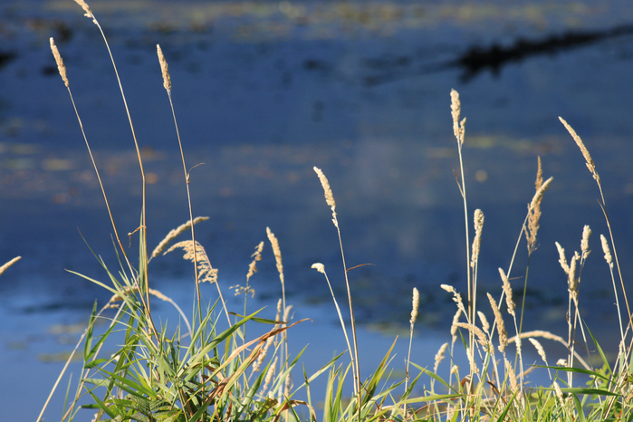 313 (700x466, 436Kb)