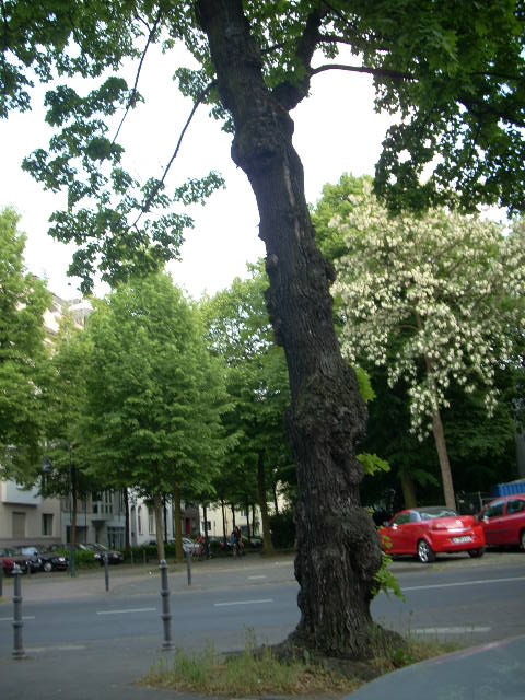 DSCN1947 (480x640, 113Kb)