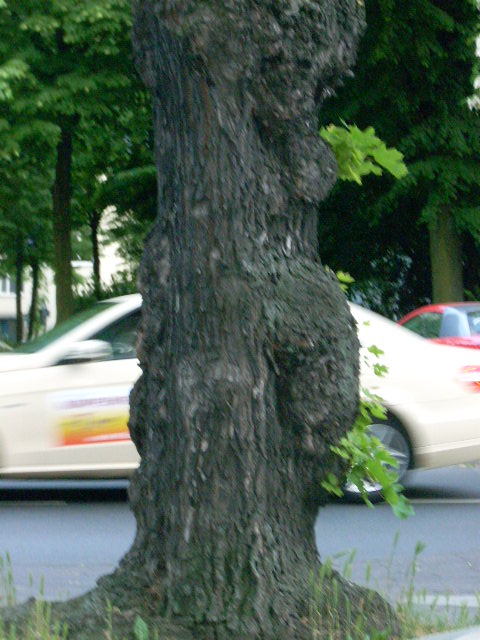 DSCN1949 (480x640, 116Kb)