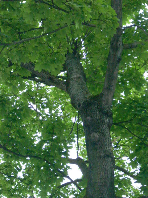 DSCN1953 (480x640, 117Kb)