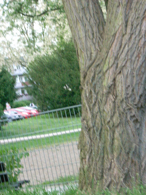 DSCN1960 (480x640, 122Kb)