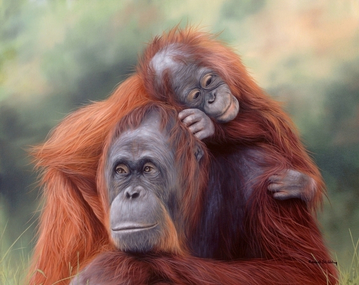 5019858_orangutancom1 (700x555, 281Kb)