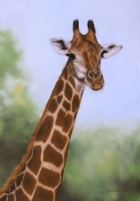 5019858_giraffeportrait1 (488x700, 84Kb)