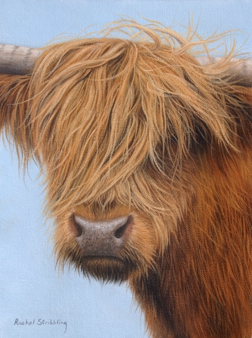 5019858_highlandcow22 (506x678, 397Kb)