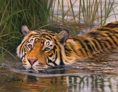 5019858_TIGER_WATER_2RR (453x353, 147Kb)