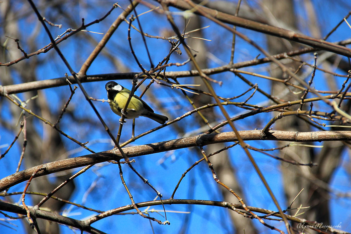 IMG_8709 (700x466, 168Kb)