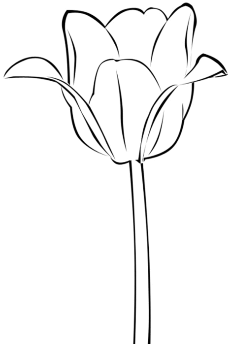 tulip (469x700, 24Kb)