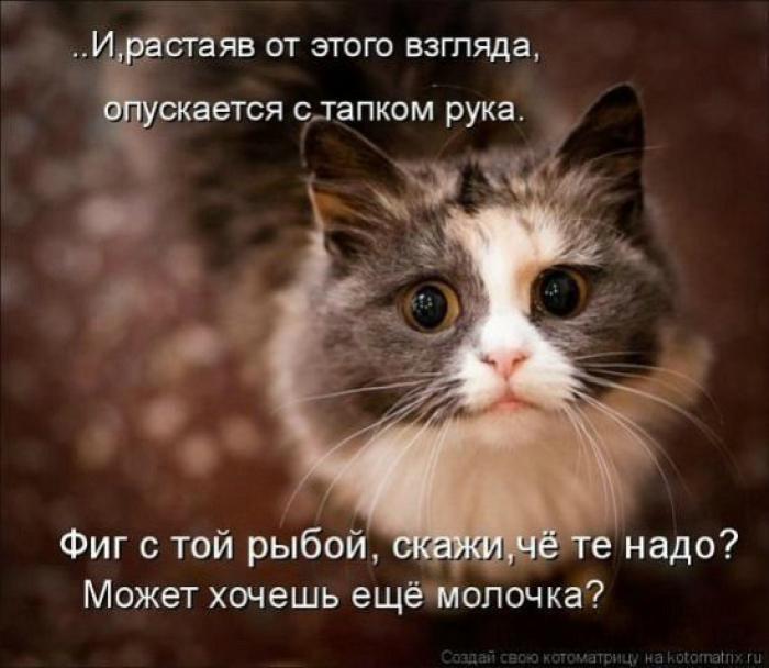 4979645_1342350697_cats_kotomatrisi36_1 (700x608, 48Kb)