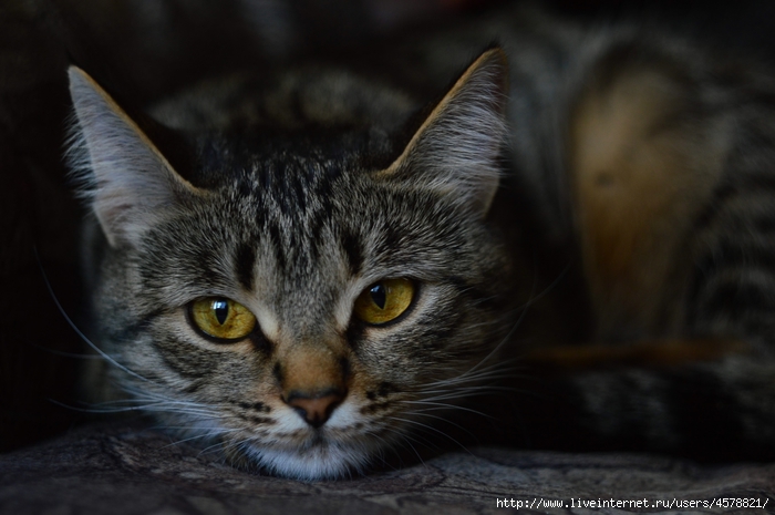 DSC_2446 (700x465, 196Kb)