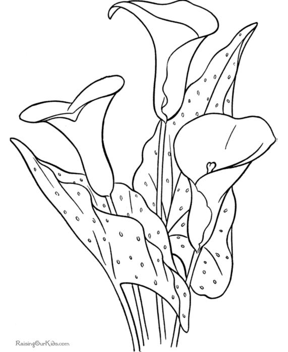 006-flower-coloring-sheet (571x700, 53Kb)