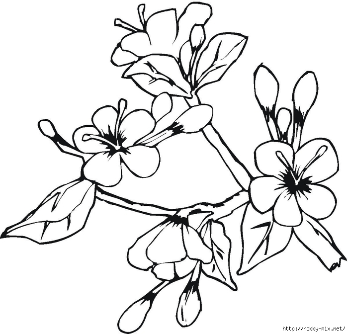Blooming-flowers-in-may-coloring-page (700x672, 192Kb)