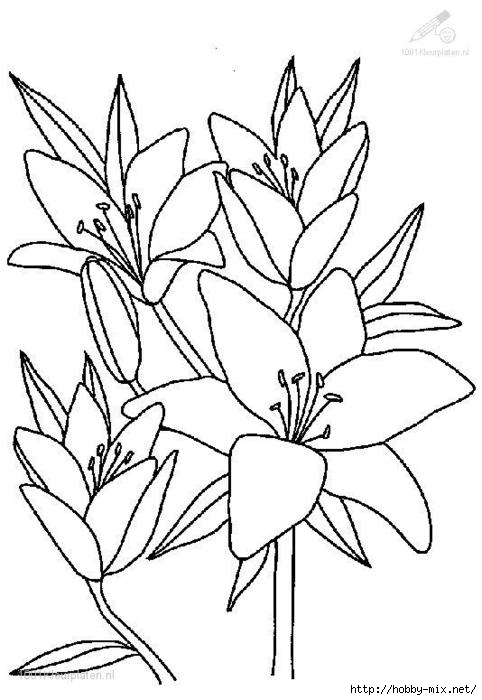 flower-coloring-page-11 (482x700, 144Kb)