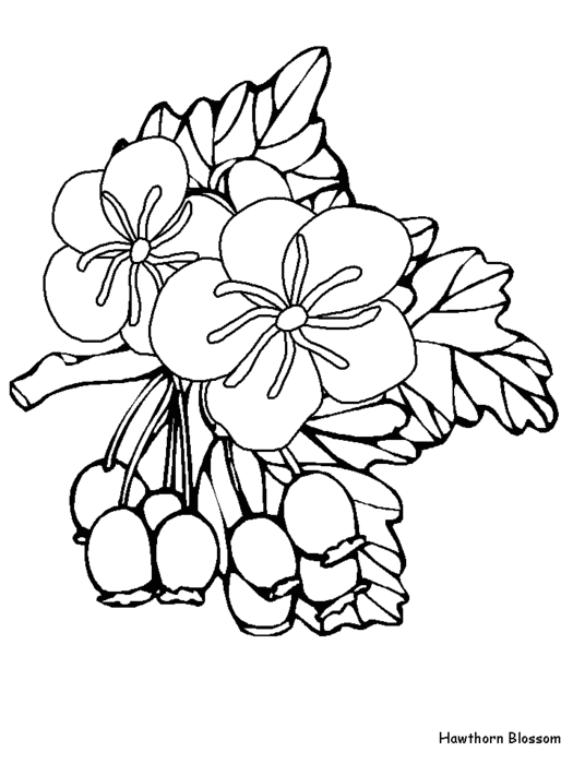 free-coloring-flowers-hawthorn (525x700, 44Kb)