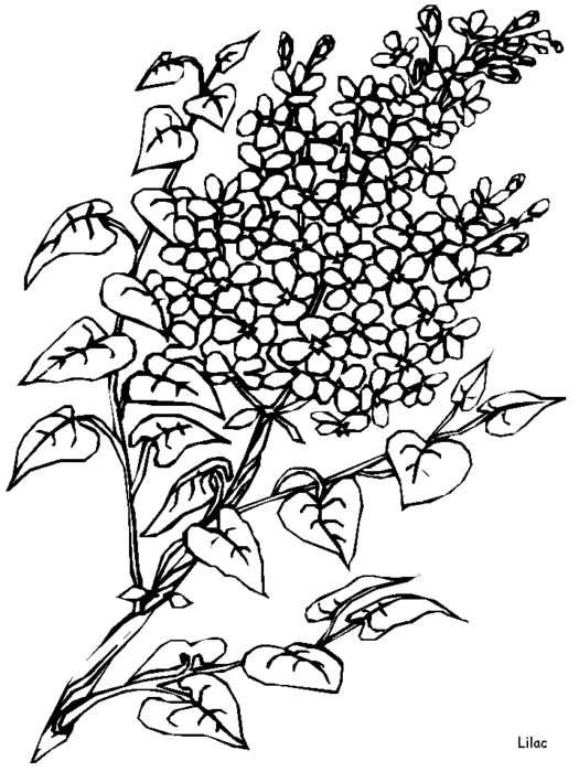 free-coloring-flowers-lilac (525x700, 75Kb)