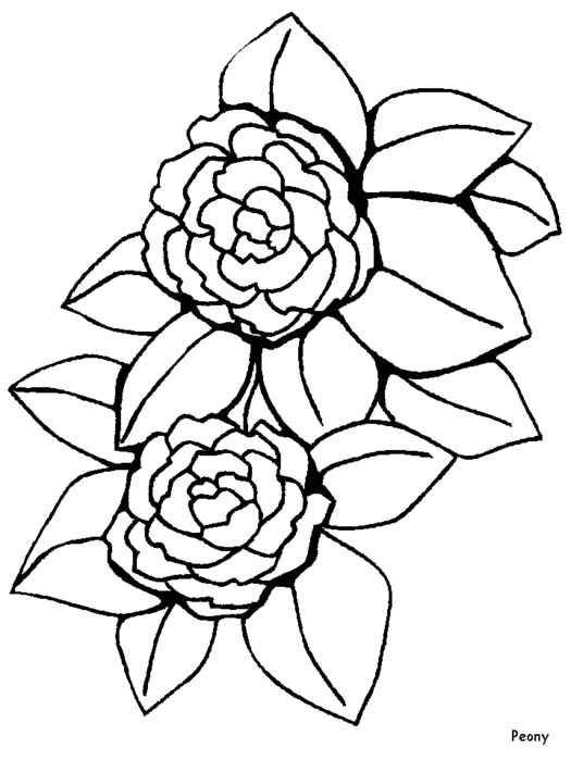 free-coloring-flowers-peony (525x700, 41Kb)