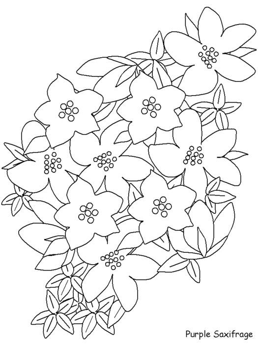 free-coloring-flowers-purplesaxifrage (525x700, 55Kb)