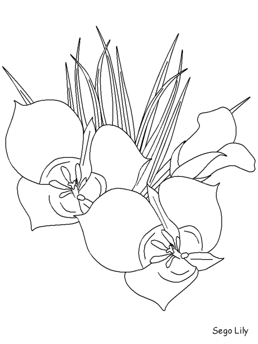 free-coloring-flowers-segolily (525x700, 41Kb)