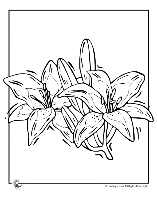 lily-flower-coloring-pages1 (540x700, 49Kb)