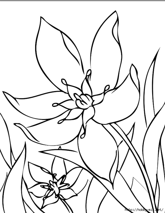 star_of_bethlehem_ink (540x700, 151Kb)