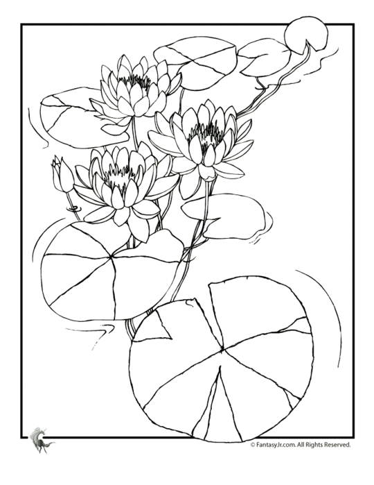 water-lily-flower-coloring2 (540x700, 60Kb)