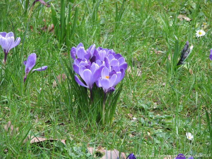 IMG_5178 (700x525, 396Kb)