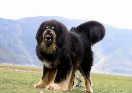 tibetan-mastiff (550x390, 37Kb)