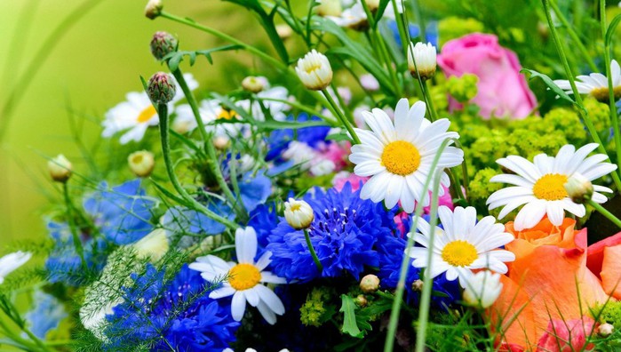 Flowers-And-Herbs-544x960 (700x396, 96Kb)