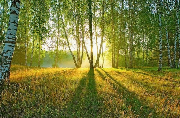 Фото закладки в лесу