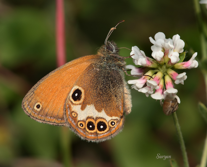 Глазок цветочный. Aphantopus hyperantus бабочка. Глазок цветочный бабочка. Глаза бабочки. Бабочка коричневая с глазками.