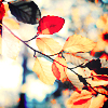 1441394159_92954888_tumblr_mbdvaiKVxp1retp6xo1_500 (100x100, 44Kb)