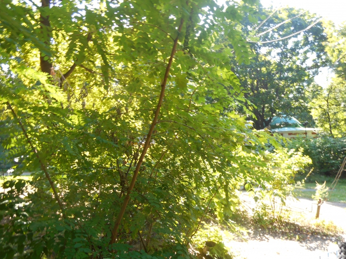 4752699_nesk_034 (700x525, 386Kb)