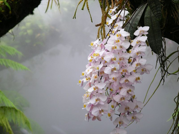 Phalaenopsis_philippinensis_NationalOrchidGarden-Singapore (700x525, 288Kb)