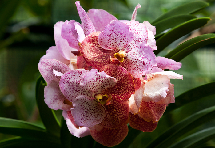 Орхидея монако фото